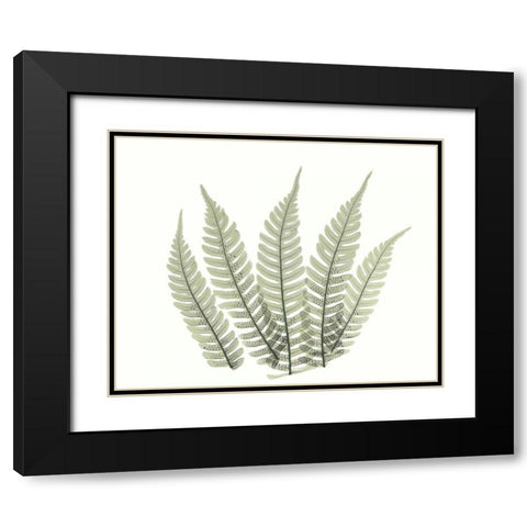 Tree Fern in Green 4 Black Modern Wood Framed Art Print with Double Matting by Koetsier, Albert