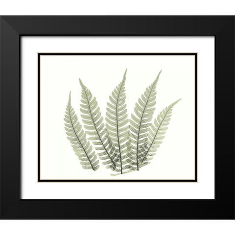 Tree Fern in Green 4 Black Modern Wood Framed Art Print with Double Matting by Koetsier, Albert