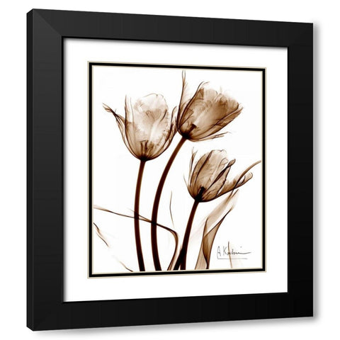 Tulip Arrangement in Brown Black Modern Wood Framed Art Print with Double Matting by Koetsier, Albert