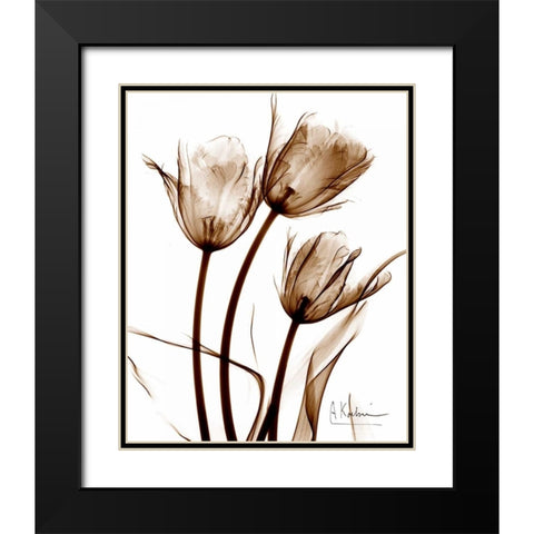 Tulip Arrangement in Brown Black Modern Wood Framed Art Print with Double Matting by Koetsier, Albert