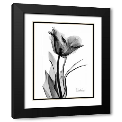 Single Tulip in BandW Black Modern Wood Framed Art Print with Double Matting by Koetsier, Albert