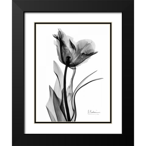 Single Tulip in BandW Black Modern Wood Framed Art Print with Double Matting by Koetsier, Albert