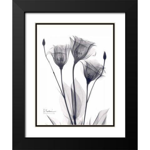 Three Gentian in BandW Black Modern Wood Framed Art Print with Double Matting by Koetsier, Albert