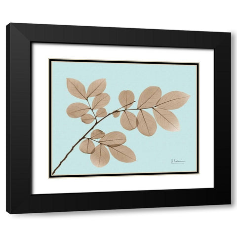 Myrtle Tree in Brown on Blue Black Modern Wood Framed Art Print with Double Matting by Koetsier, Albert