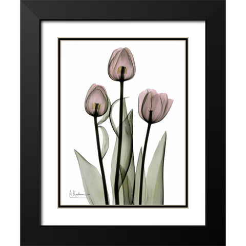 Early Tulips in Pink Black Modern Wood Framed Art Print with Double Matting by Koetsier, Albert