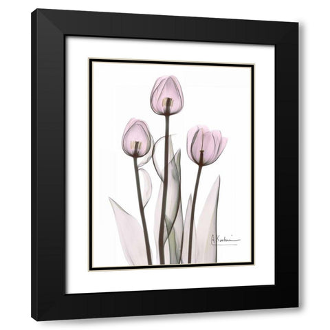 Early Tulips in Lavender Black Modern Wood Framed Art Print with Double Matting by Koetsier, Albert