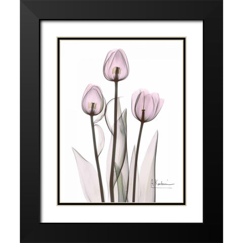 Early Tulips in Lavender Black Modern Wood Framed Art Print with Double Matting by Koetsier, Albert