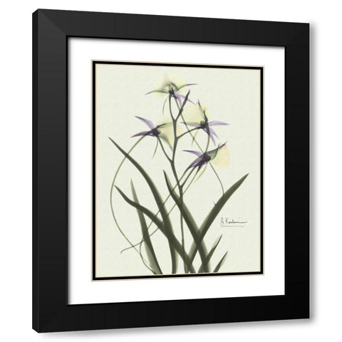 Orchids a Plenty in Purple on Beige Black Modern Wood Framed Art Print with Double Matting by Koetsier, Albert