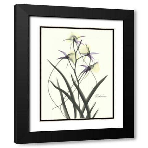 Orchids a Plenty in Purple and Yellow Black Modern Wood Framed Art Print with Double Matting by Koetsier, Albert