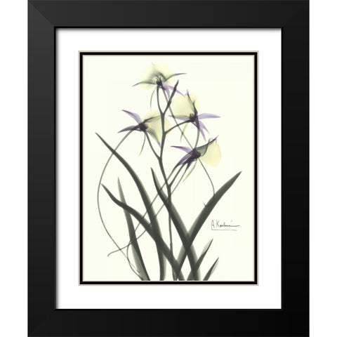 Orchids a Plenty in Purple and Yellow Black Modern Wood Framed Art Print with Double Matting by Koetsier, Albert