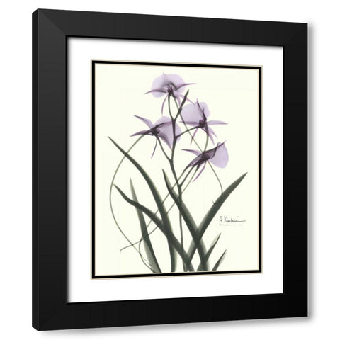 Orchids a Plenty in Purple Black Modern Wood Framed Art Print with Double Matting by Koetsier, Albert