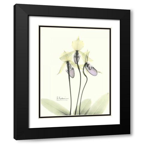 Lovely Orchids 2 Black Modern Wood Framed Art Print with Double Matting by Koetsier, Albert