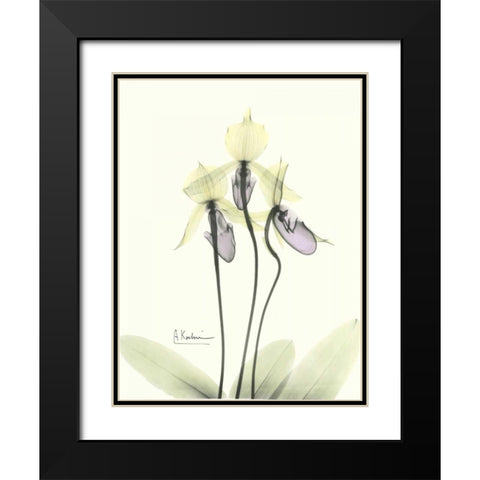 Lovely Orchids 2 Black Modern Wood Framed Art Print with Double Matting by Koetsier, Albert