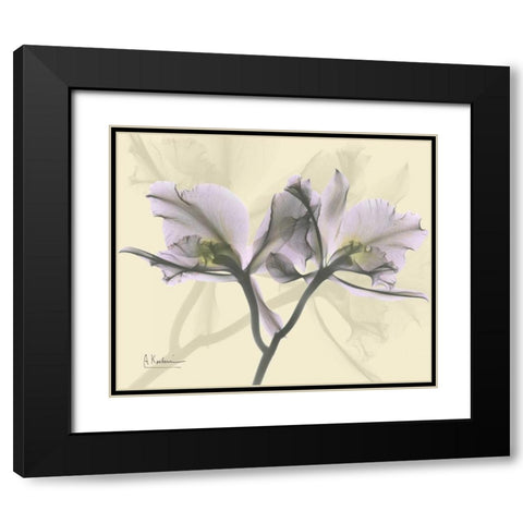 Beautiful Orchid in Purple on Beige Black Modern Wood Framed Art Print with Double Matting by Koetsier, Albert