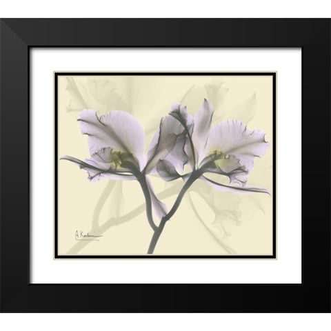 Beautiful Orchid in Purple on Beige Black Modern Wood Framed Art Print with Double Matting by Koetsier, Albert