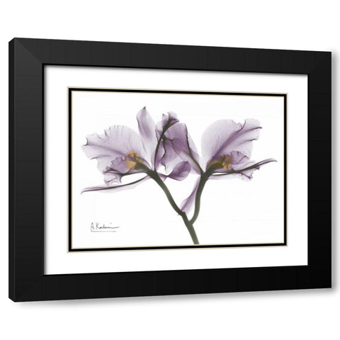 Beautiful Orchid in Purple 2 Black Modern Wood Framed Art Print with Double Matting by Koetsier, Albert