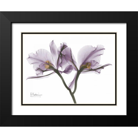 Beautiful Orchid in Purple 2 Black Modern Wood Framed Art Print with Double Matting by Koetsier, Albert