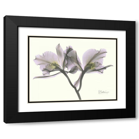 Beautiful Orchid in Purple Black Modern Wood Framed Art Print with Double Matting by Koetsier, Albert