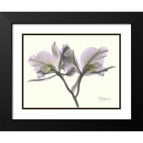 Beautiful Orchid in Purple Black Modern Wood Framed Art Print with Double Matting by Koetsier, Albert