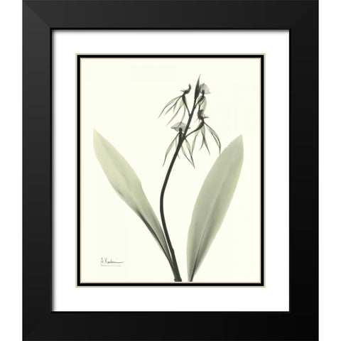 Single Orchid Black Modern Wood Framed Art Print with Double Matting by Koetsier, Albert