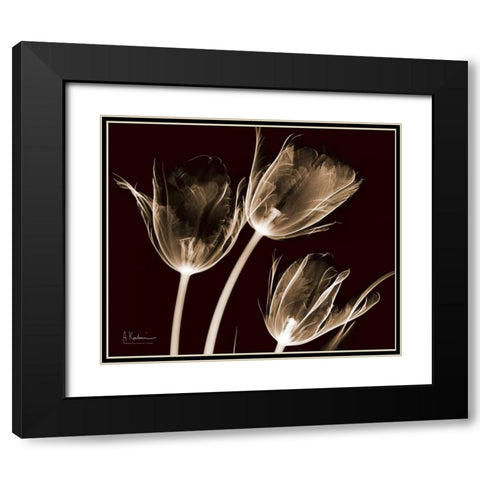 Tulips Brown on Red Black Modern Wood Framed Art Print with Double Matting by Koetsier, Albert