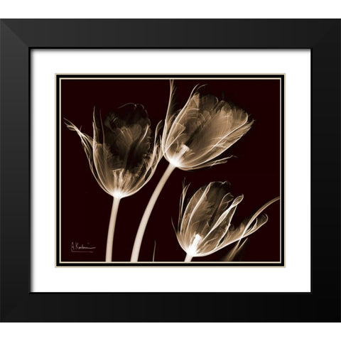 Tulips Brown on Red Black Modern Wood Framed Art Print with Double Matting by Koetsier, Albert