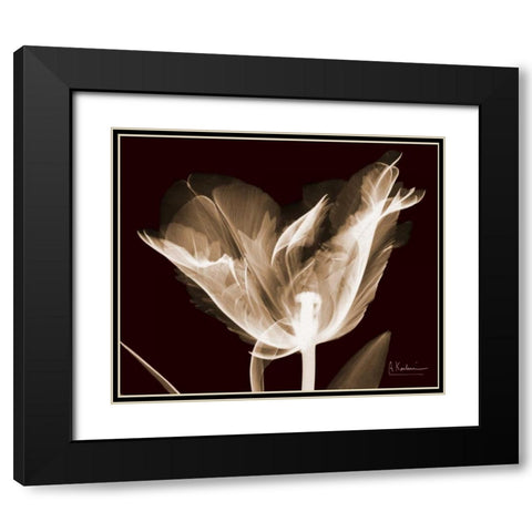 Single Tulip Brown on Red Black Modern Wood Framed Art Print with Double Matting by Koetsier, Albert