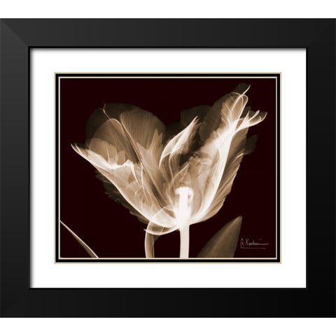 Single Tulip Brown on Red Black Modern Wood Framed Art Print with Double Matting by Koetsier, Albert