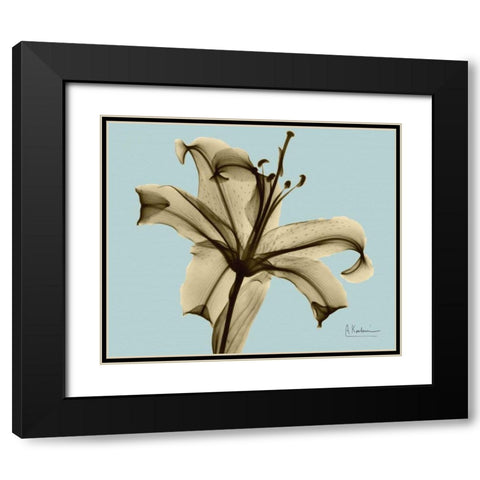 Single Lily Brown on Blue Black Modern Wood Framed Art Print with Double Matting by Koetsier, Albert