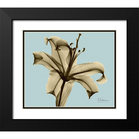 Single Lily Brown on Blue Black Modern Wood Framed Art Print with Double Matting by Koetsier, Albert