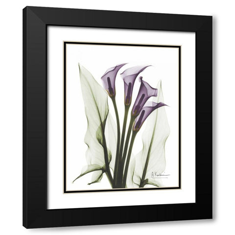 Calla Lily Quad in Color Black Modern Wood Framed Art Print with Double Matting by Koetsier, Albert