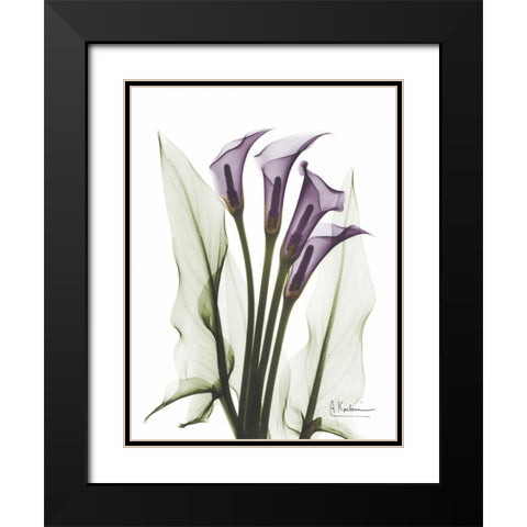 Calla Lily Quad in Color Black Modern Wood Framed Art Print with Double Matting by Koetsier, Albert