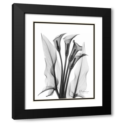 Calla Lily Quad in BandW Black Modern Wood Framed Art Print with Double Matting by Koetsier, Albert