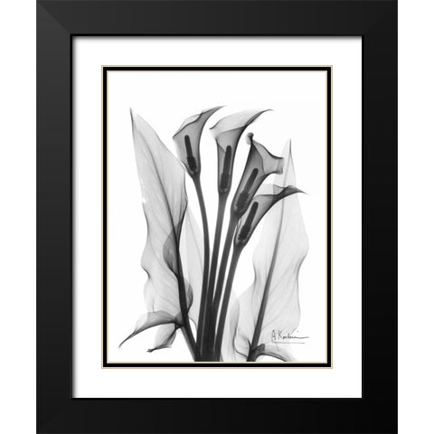 Calla Lily Quad in BandW Black Modern Wood Framed Art Print with Double Matting by Koetsier, Albert