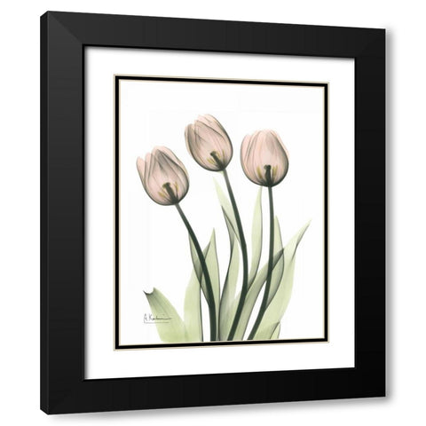 Three Pale Pink Tulips Black Modern Wood Framed Art Print with Double Matting by Koetsier, Albert