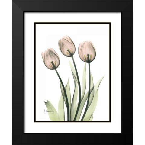 Three Pale Pink Tulips Black Modern Wood Framed Art Print with Double Matting by Koetsier, Albert