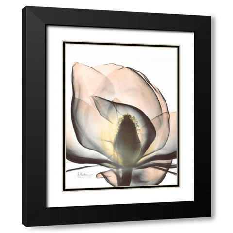 Magnolia Close Up Black Modern Wood Framed Art Print with Double Matting by Koetsier, Albert