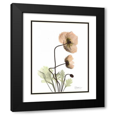 Iceland Poppy in Color Black Modern Wood Framed Art Print with Double Matting by Koetsier, Albert