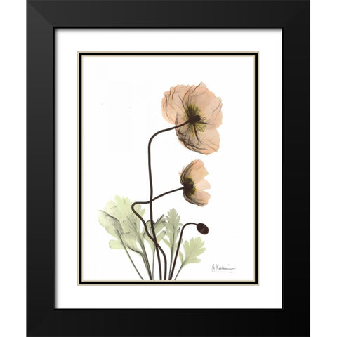 Iceland Poppy in Color Black Modern Wood Framed Art Print with Double Matting by Koetsier, Albert