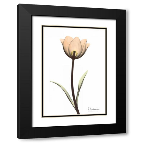 Tulip in Full Color Black Modern Wood Framed Art Print with Double Matting by Koetsier, Albert