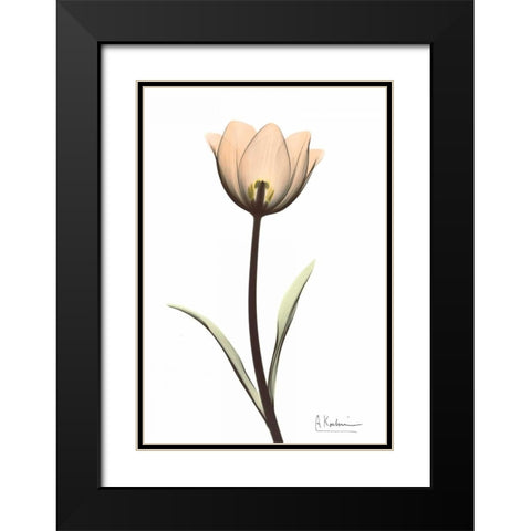 Tulip in Full Color Black Modern Wood Framed Art Print with Double Matting by Koetsier, Albert
