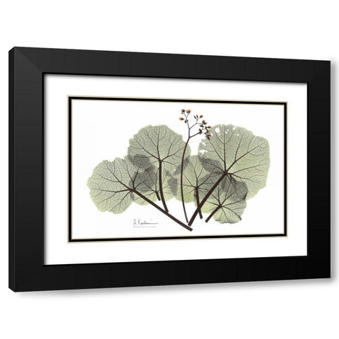 Begonia in Green Black Modern Wood Framed Art Print with Double Matting by Koetsier, Albert