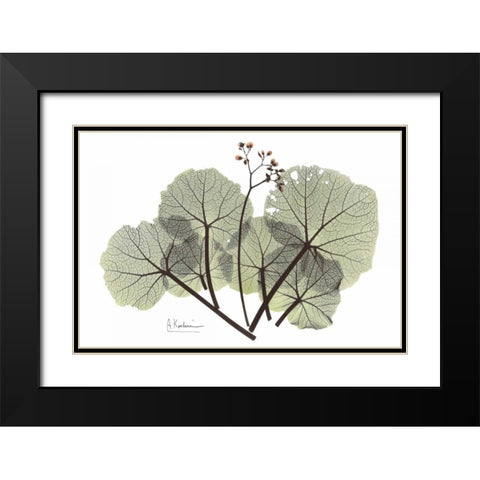 Begonia in Green Black Modern Wood Framed Art Print with Double Matting by Koetsier, Albert