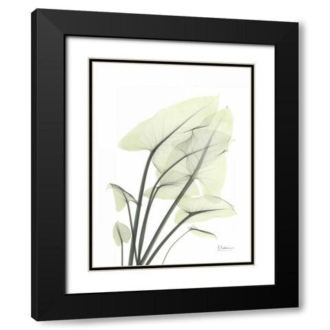 Calla Leaf In Green Black Modern Wood Framed Art Print with Double Matting by Koetsier, Albert