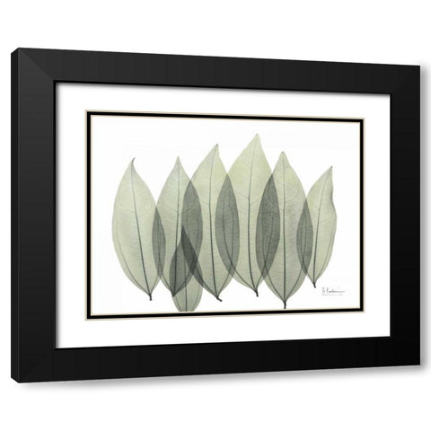 Coculus Leaf In Green Black Modern Wood Framed Art Print with Double Matting by Koetsier, Albert