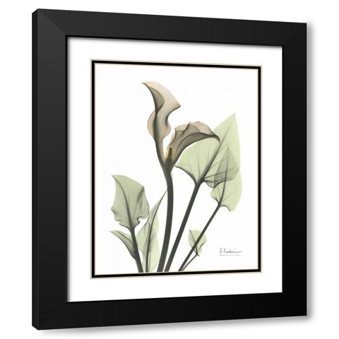 Calla Lily in Green Black Modern Wood Framed Art Print with Double Matting by Koetsier, Albert