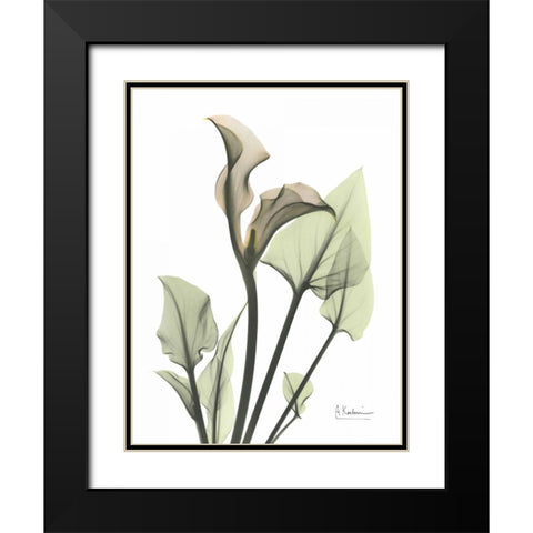 Calla Lily in Green Black Modern Wood Framed Art Print with Double Matting by Koetsier, Albert