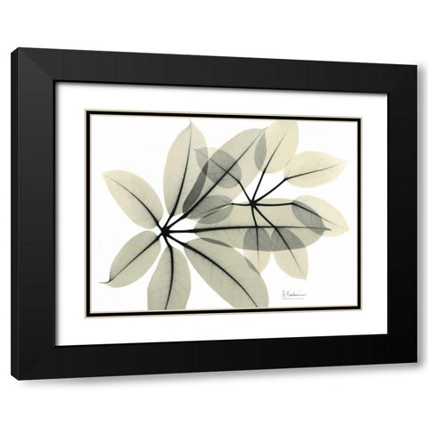 Brassaia  in Green Black Modern Wood Framed Art Print with Double Matting by Koetsier, Albert