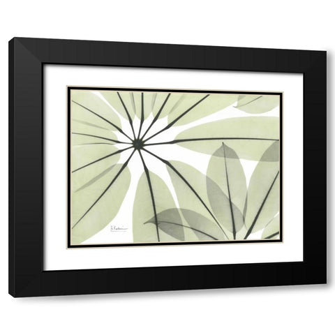 Brassaia Close Up in Green Black Modern Wood Framed Art Print with Double Matting by Koetsier, Albert