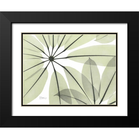 Brassaia Close Up in Green Black Modern Wood Framed Art Print with Double Matting by Koetsier, Albert